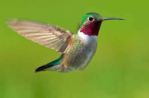 l'algorithme google prend le nom de colibri (Institut du contenu)