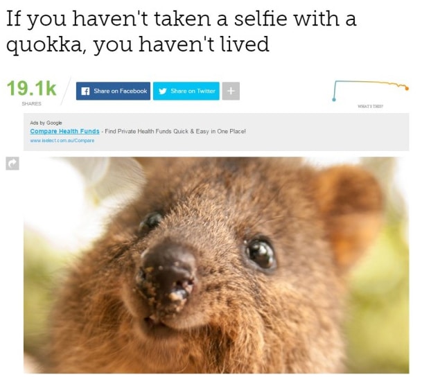 Faites un selfie avec un quokka